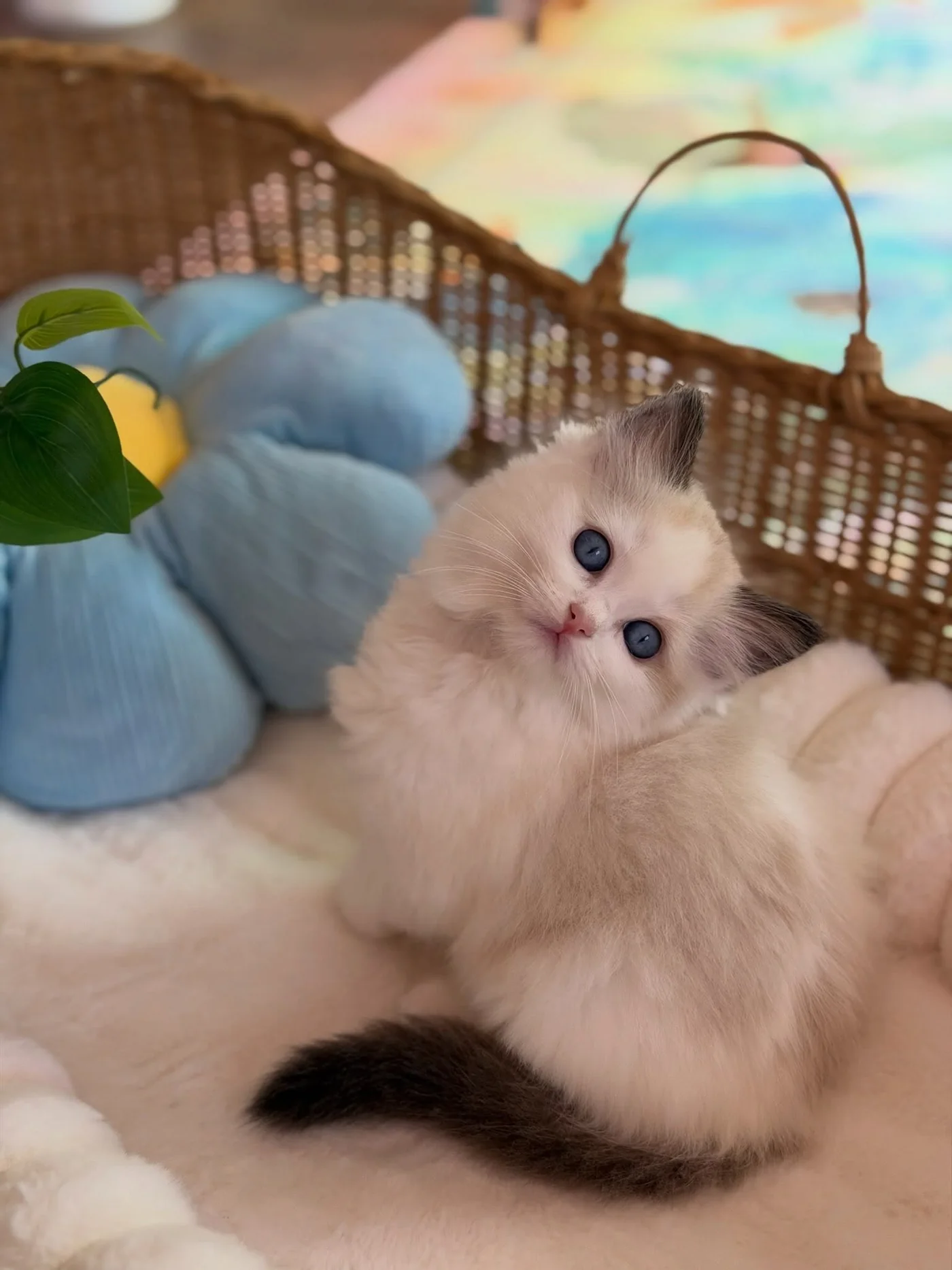Toast sitting cozily in a white padded basket