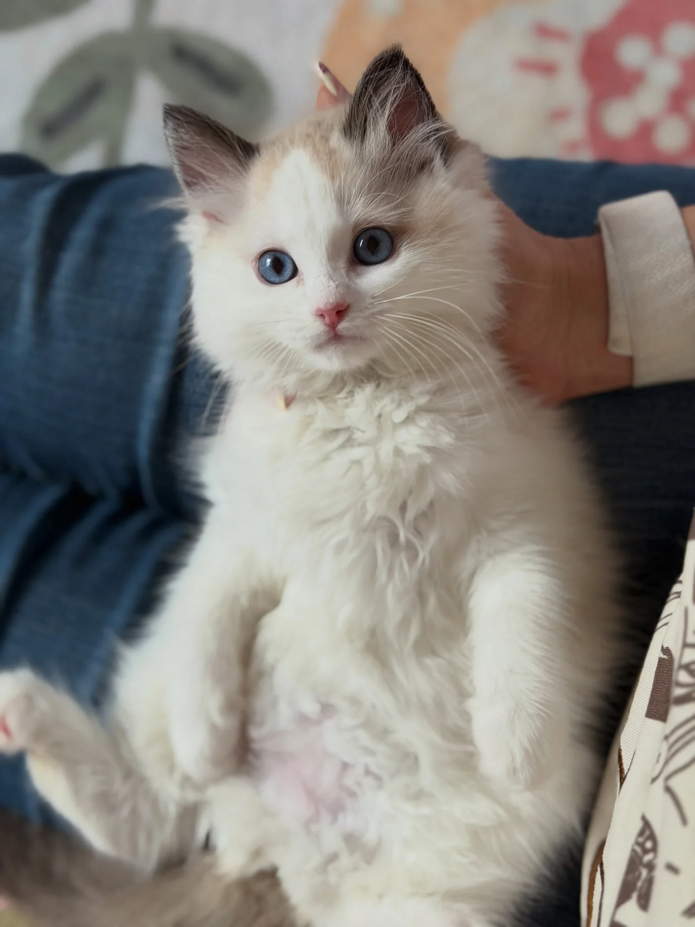 Toast cuddled against a person in a turquoise bow